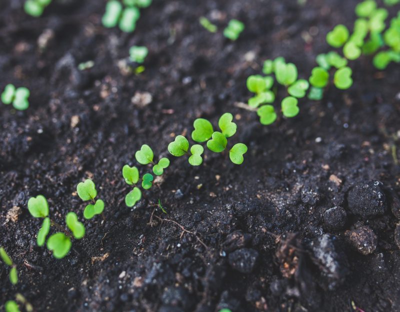 home-gardening-young-rucola-top-view-6427