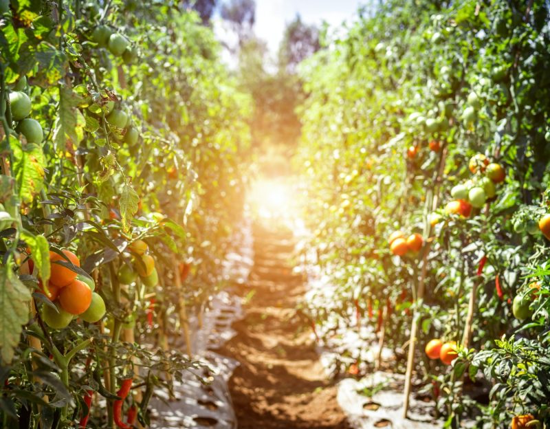 pathway-between-tomato-fruits-1675211