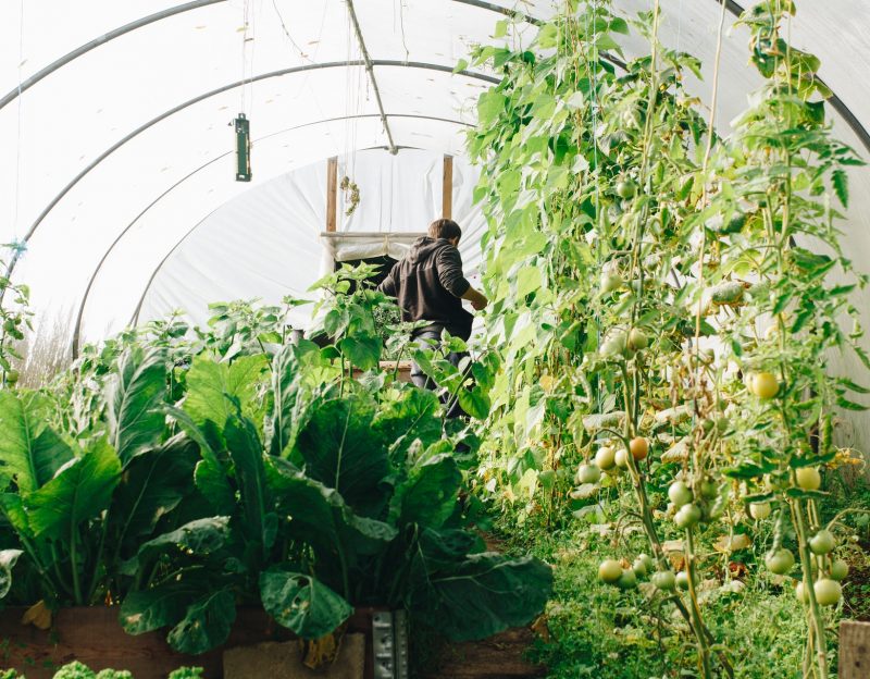 photo-of-man-standing-surrounded-by-green-leaf-plants-1084540